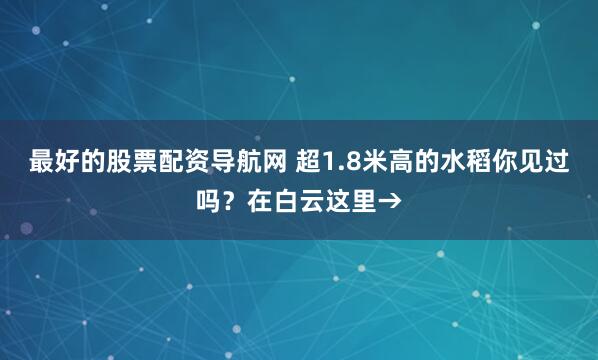 最好的股票配资导航网 超1.8米高的水稻你见过吗？在白云这里→